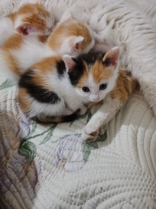 Отдам котят в добрые руки