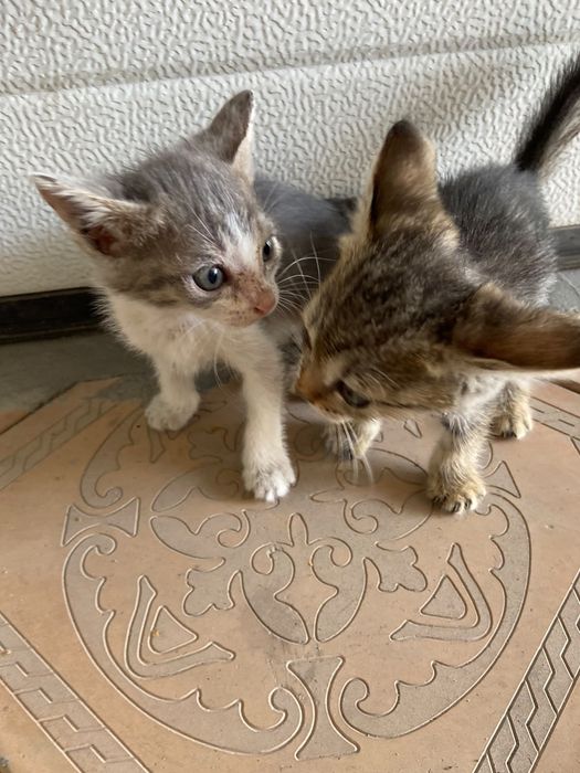 отдам котят в добрые руки