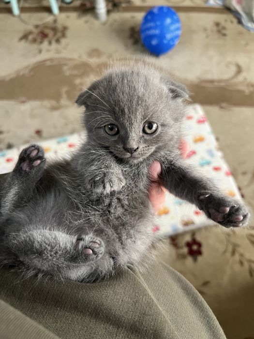 Продам котята родились 7 марта