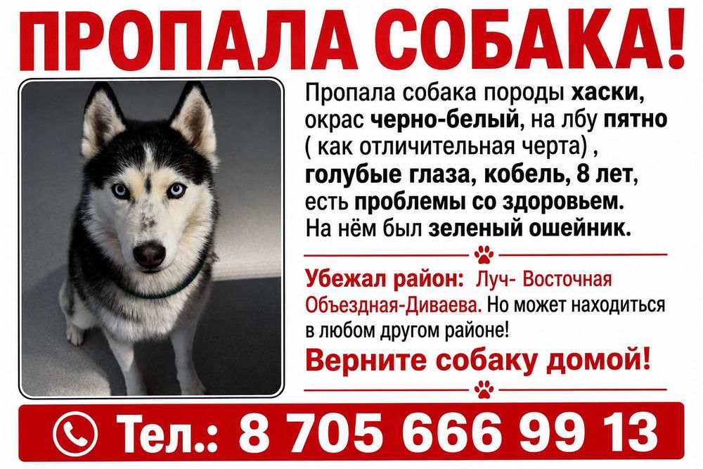 Пропала собака! Алматы!