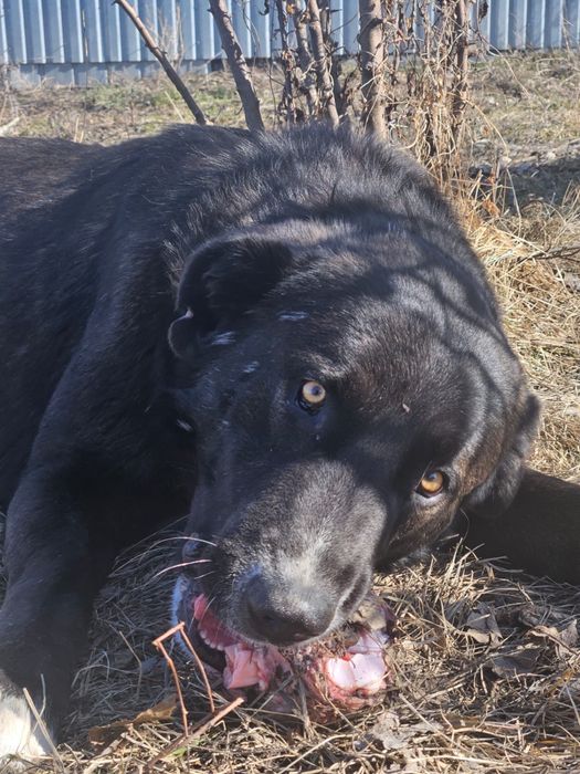 Отдадим большого пса