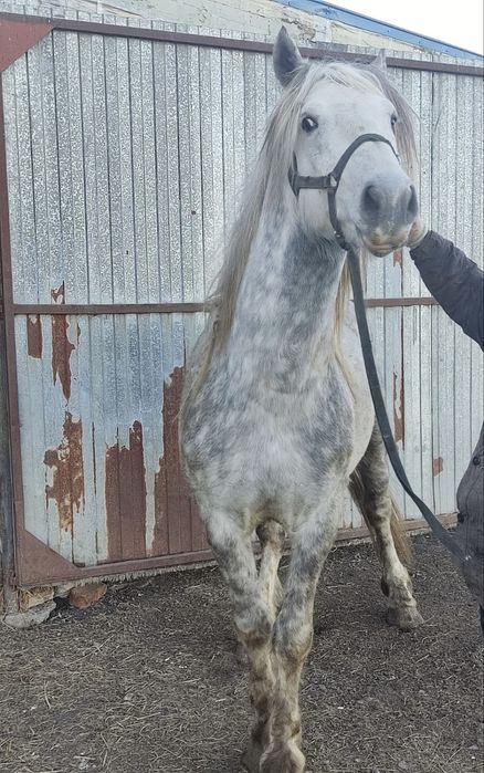 Жеребец полукровный, смесь с першеронном