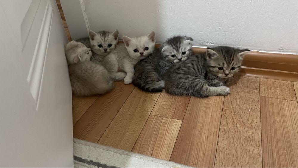 Котята шотландские парода