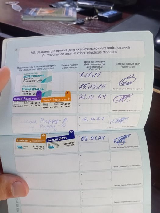 Афчарка российская с двое продаю чёрный жёлтый