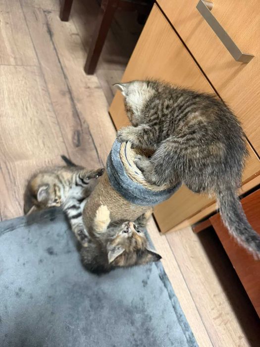 Ищем добрые руки для трёх кошечек!