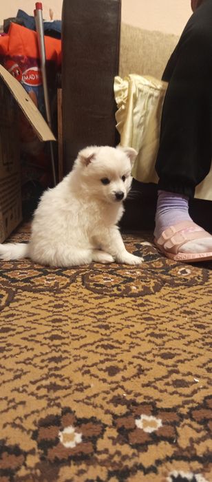 Мини шпиц померан много игриви