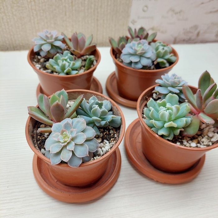 Цветы суккуленты