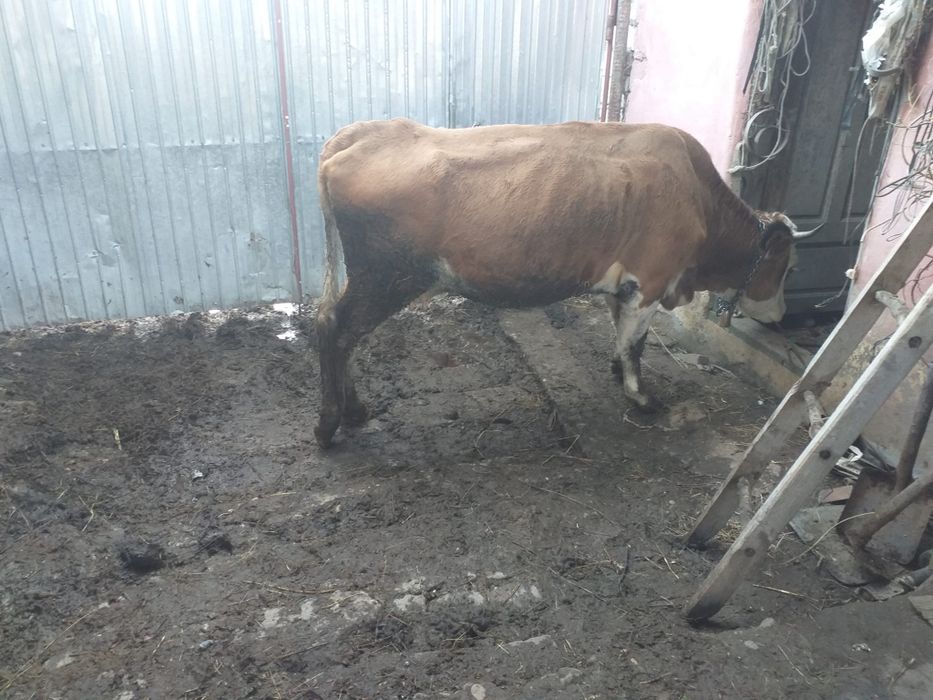Junică la prima fatare cu taurasi belgian de 4 luni montata din nou ...