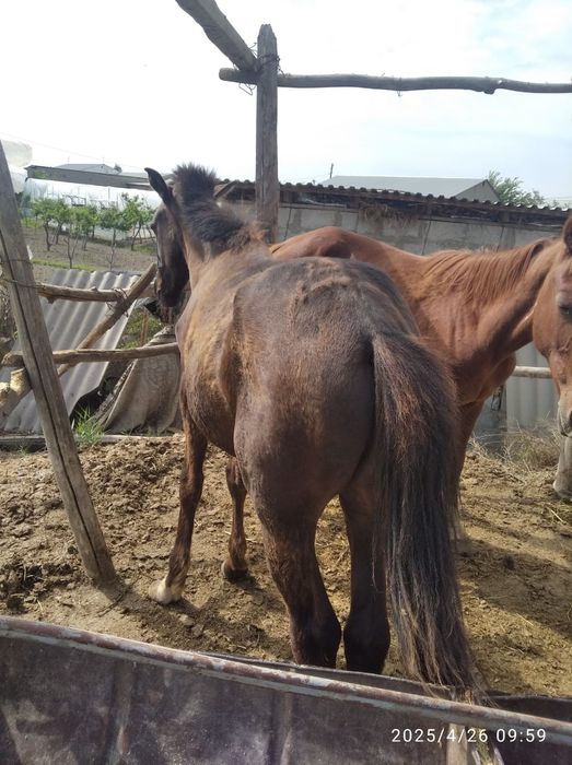 Келиб куринг 30 мл га берамиз