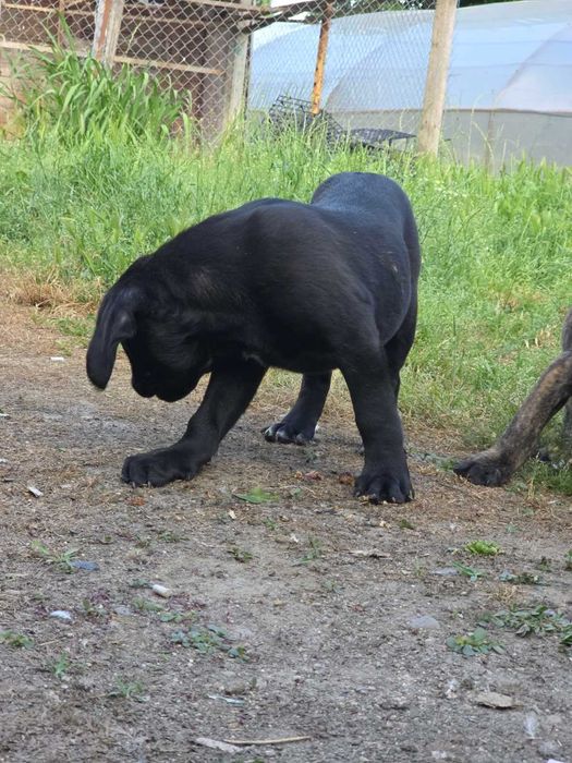 Кане корсо,Cane corso