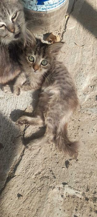 Котенок серенький