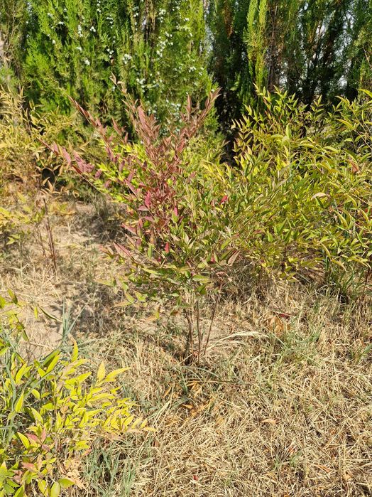 Нандина домашняя (лат. Nandina domestica Thunb)
