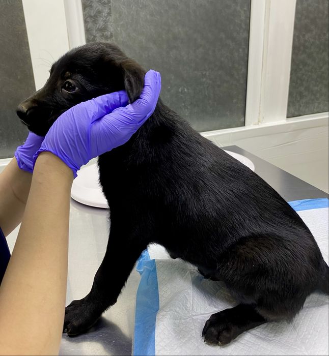 Щенки 3 месяца в добрые руки