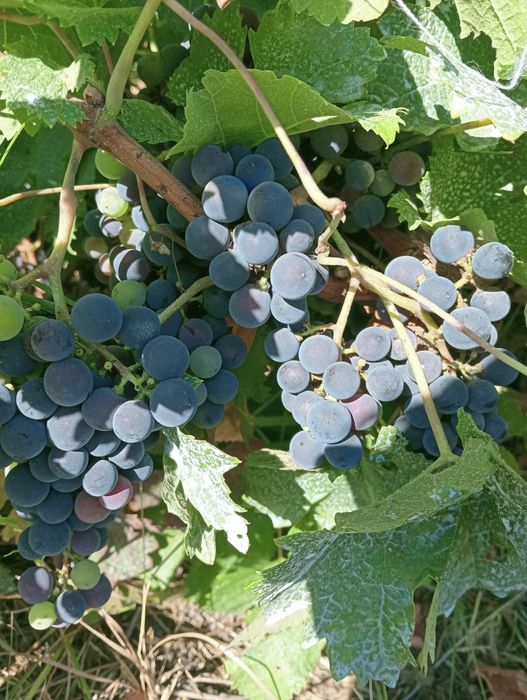 Vând struguri, băbească și merlot