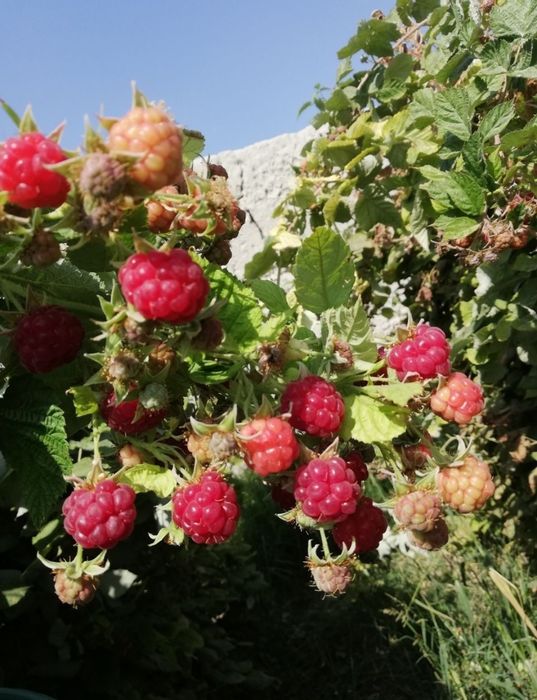 Продаются саженцы Малины Украинского сорта