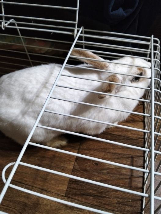 Продам декоротивного кролика