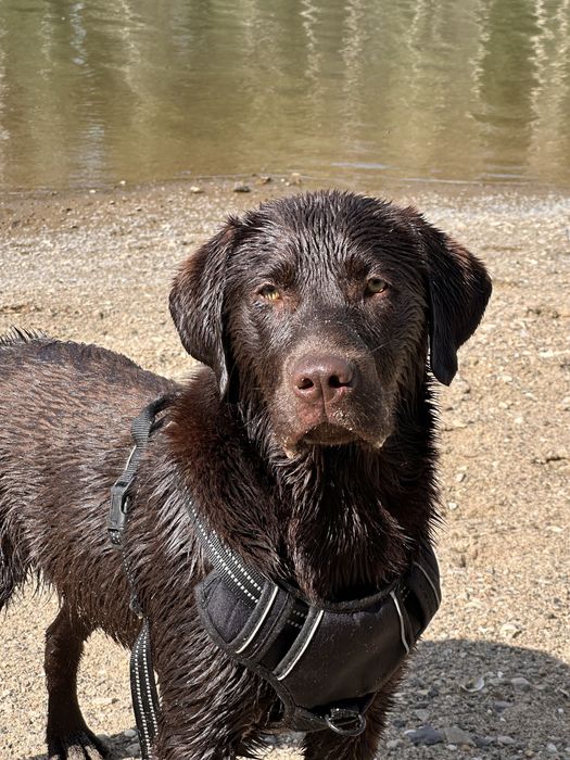 Продается лабрадор (шоколадный) кобель 2 года