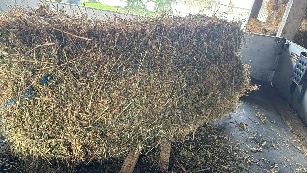 Baloti lucerna coasa 4 a