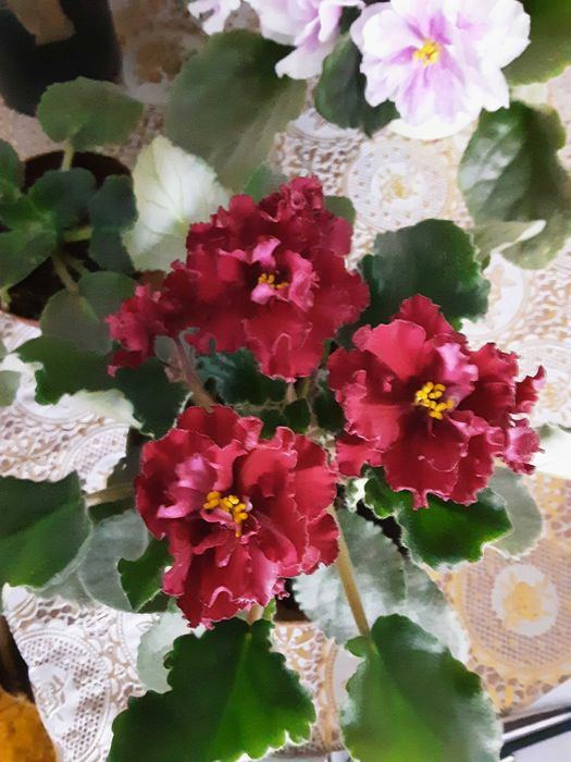 Фиалки сортовые цветущие