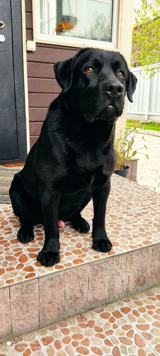 Вязка собак. Лабрадор ретривер  кобель.