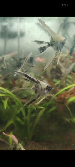 Аквариумные рыбки