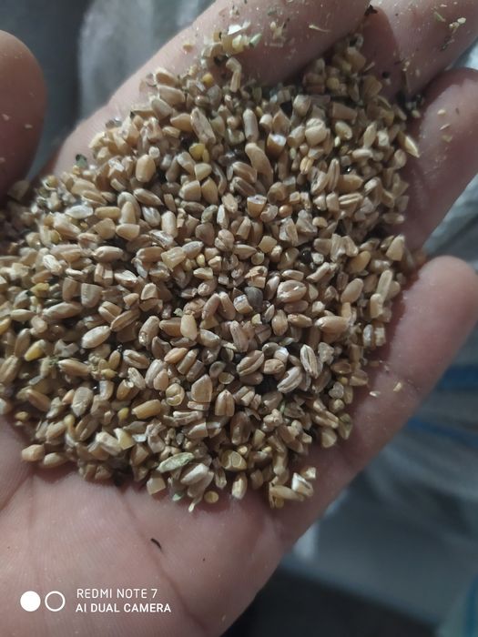 Bugdoy sechkasi bor Toshkent shaxar