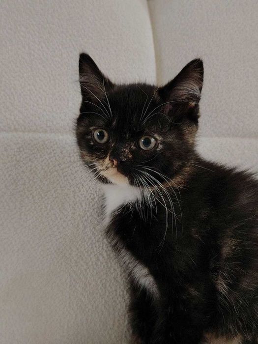 Породистый Котенок
