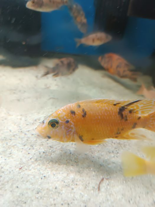 Ciclide africana