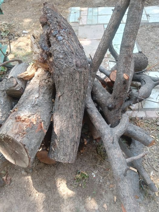 Утин мевали дарахтники