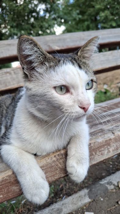 Пристраивается кот и кошка