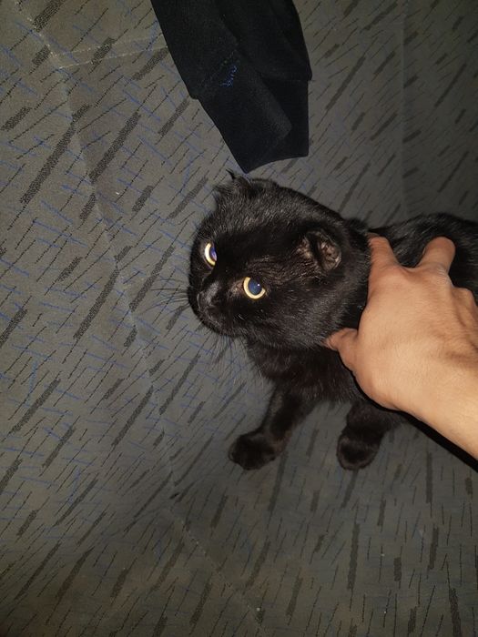 Продам шотландский вислаухий