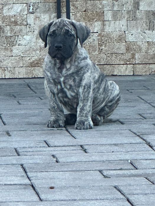 Presa Canario, Pedigree FCI tip A, Părinți Campioni,