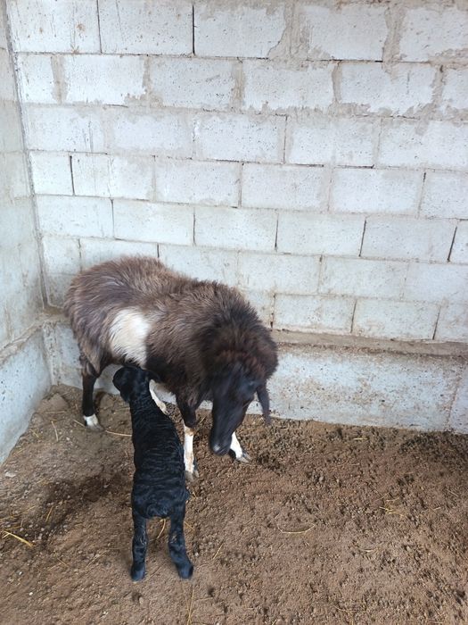 Ona bola quy sotiladi