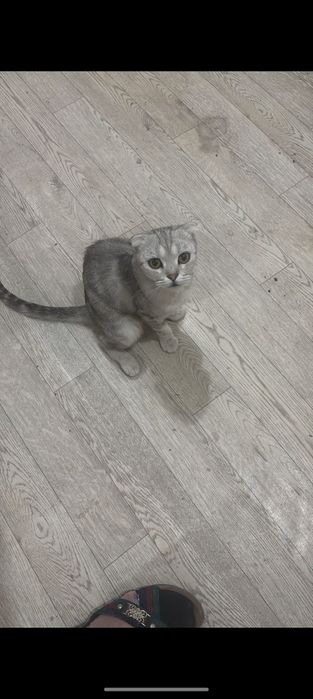 Продаётся отдам в хорошие руки