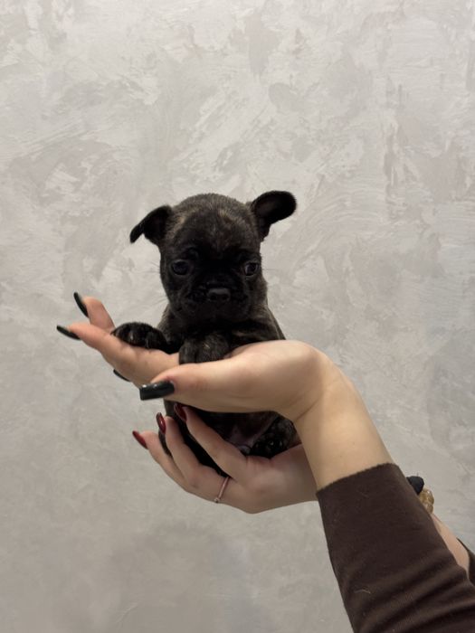 Щенки Французкого будьдога