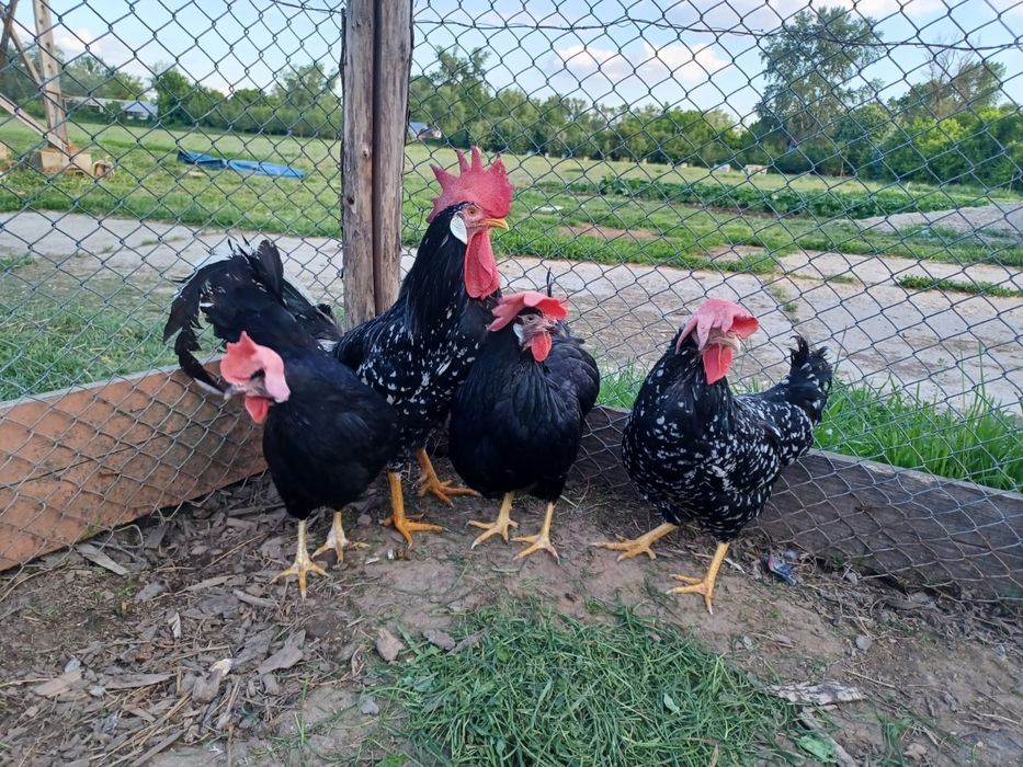 Ouă de italiana bobată și neagră