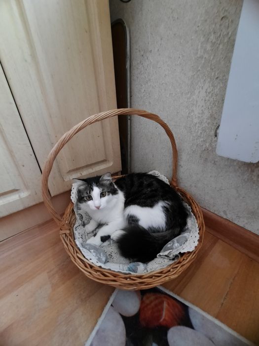 Молодой кот 7 месяцев