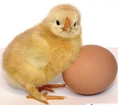 Цыплята Палевой Брамы