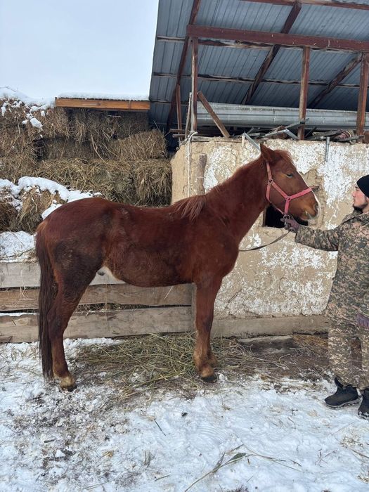 3 жасар полукровка сатылады