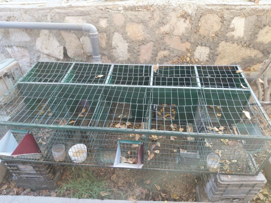 Quyon  katak  5ta matkaga