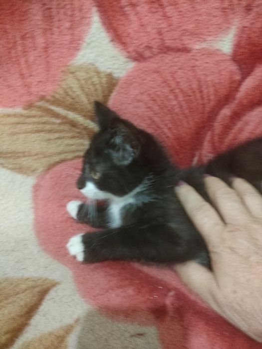 Котята от мам крысоловов, в добрые руки