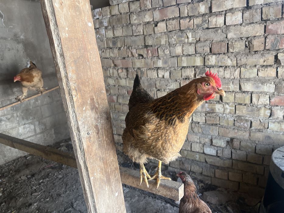 Tovuqlar soni 9ta xamasi soglom tuxum qoyip yotishipti bitasi kurk  !!