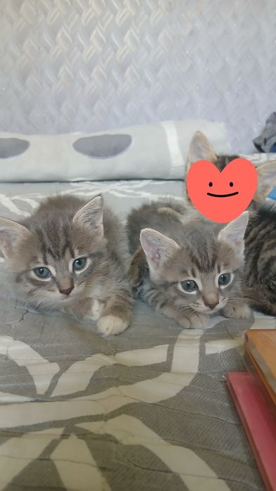 Котята приносящие в дом счастье!