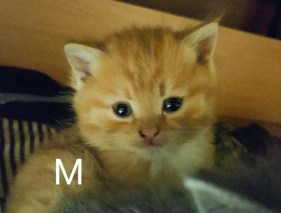 Отдам котят в добрые руки:)