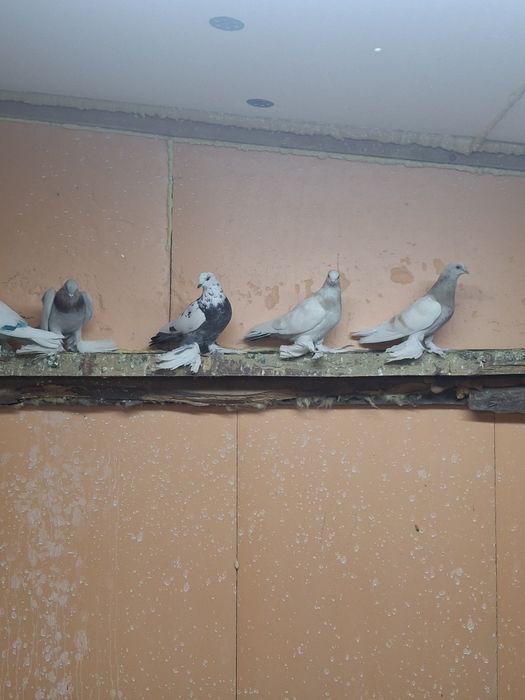 Голуби игра гребля тяга