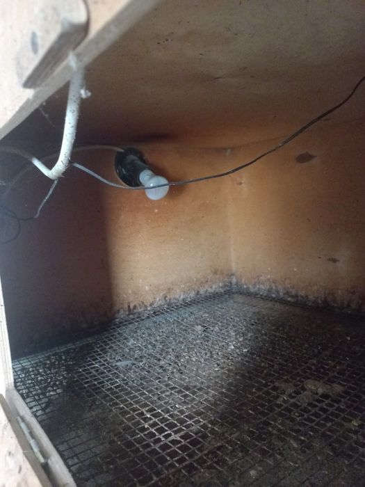 Брудер для цыплят