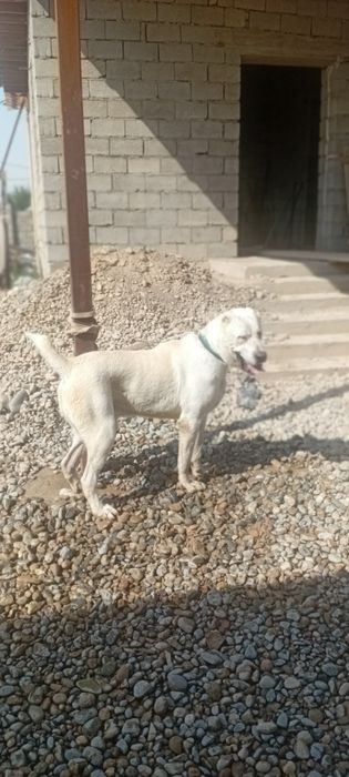 Алабай 1,8 год линия қарабас