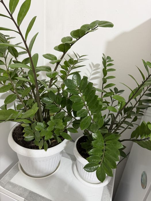 Продам комн.цветы