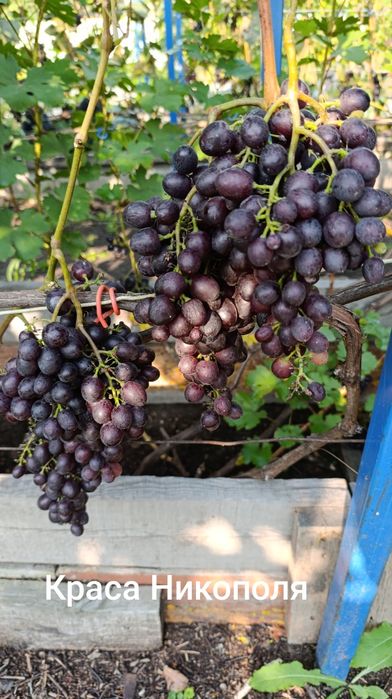 Продам виноград с куста