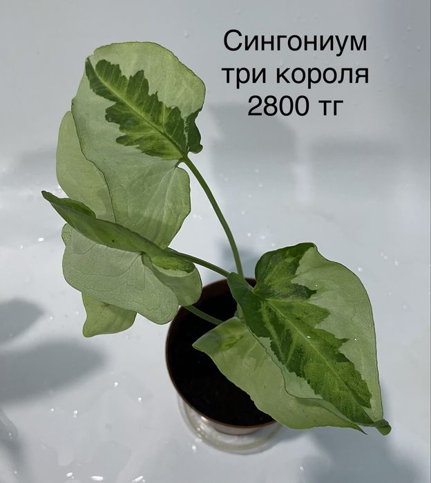 Комнатные растения.